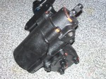 steer